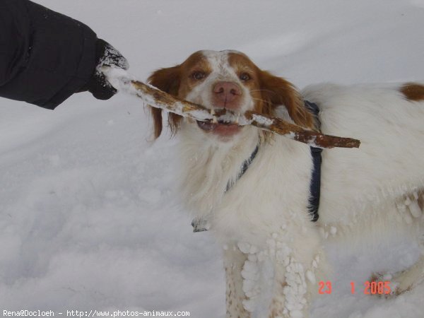 Photo de Griffon fauve de bretagne