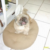 Photo de Shih tzu