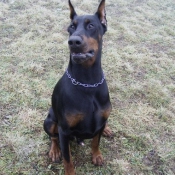 Photo de Dobermann