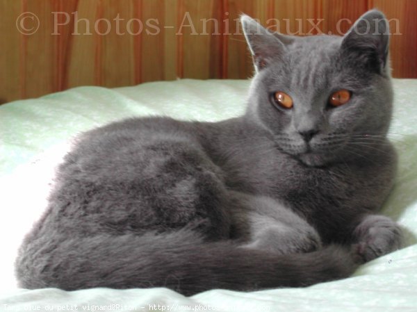 Photo de Chartreux