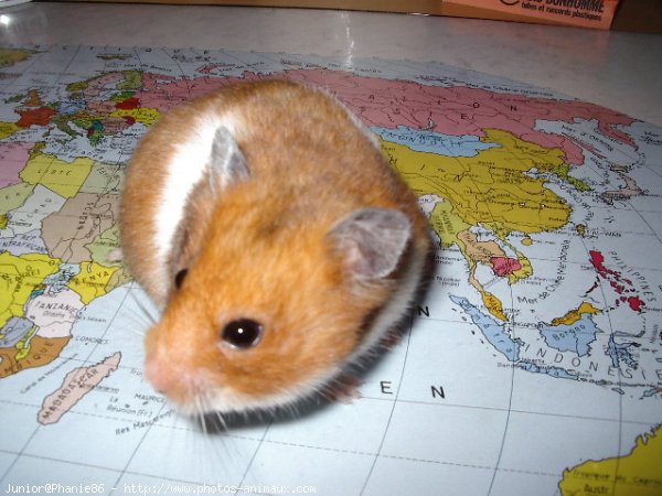 Photo de Hamster