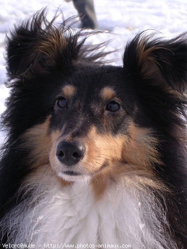 Photo de Chien de berger des shetland