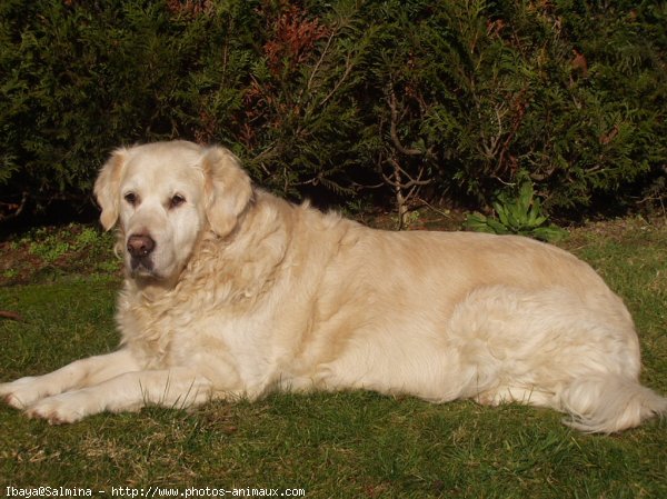 Photo de Golden retriever