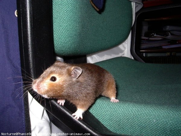 Photo de Hamster