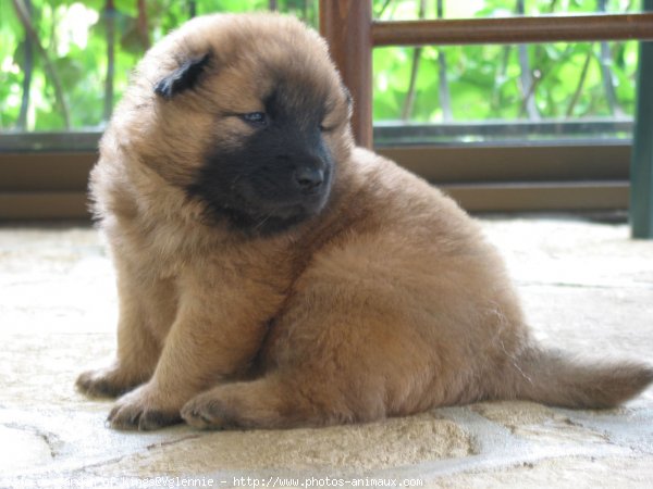 Photo d'Eurasier