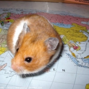 Photo de Hamster