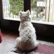 Photo de West highland white terrier