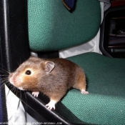 Photo de Hamster