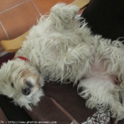 Photo de West highland white terrier