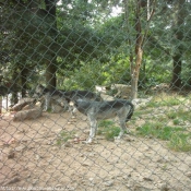 Photo de Loup