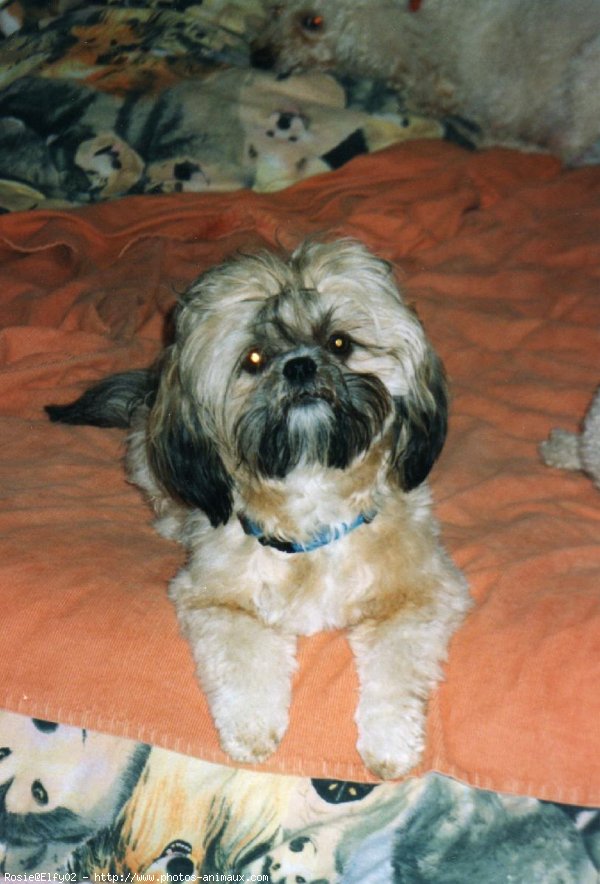 Photo de Shih tzu