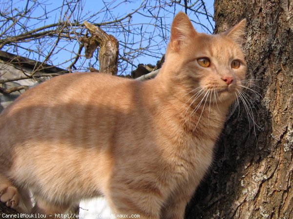 Photo de Chat domestique