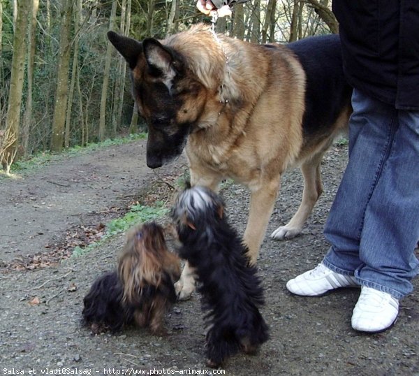 Photo de Yorkshire terrier