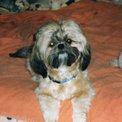 Photo de Shih tzu