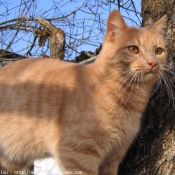 Photo de Chat domestique