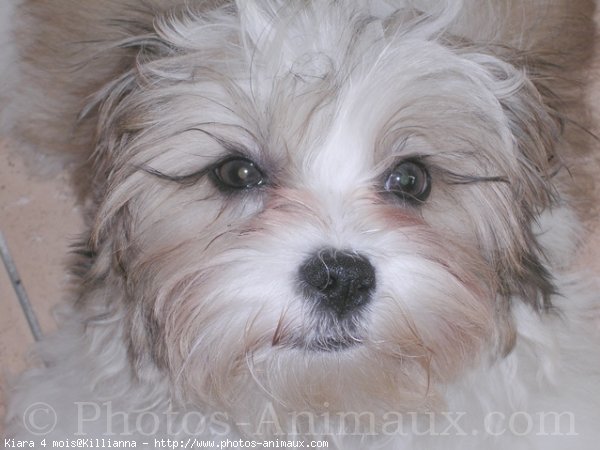 Photo de Shih tzu