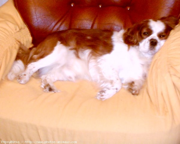 Photo de Cavalier king charles spaniel