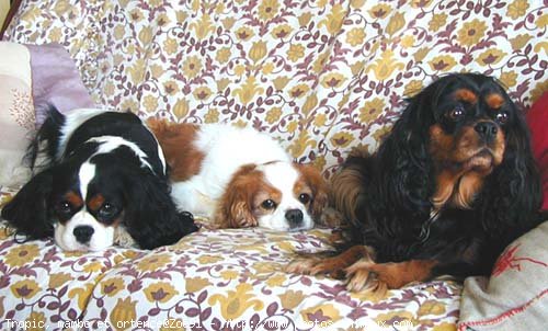 Photo de Cavalier king charles spaniel