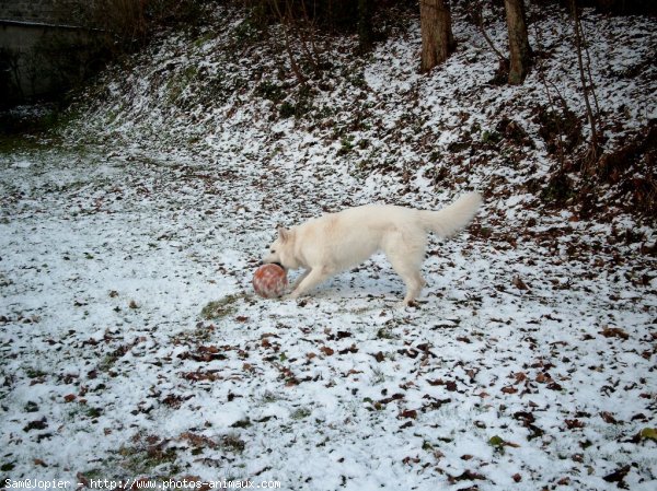 Photo de Berger blanc suisse