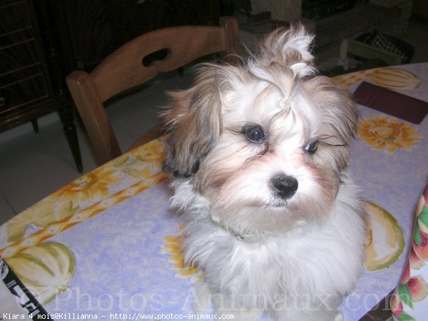 Photo de Shih tzu