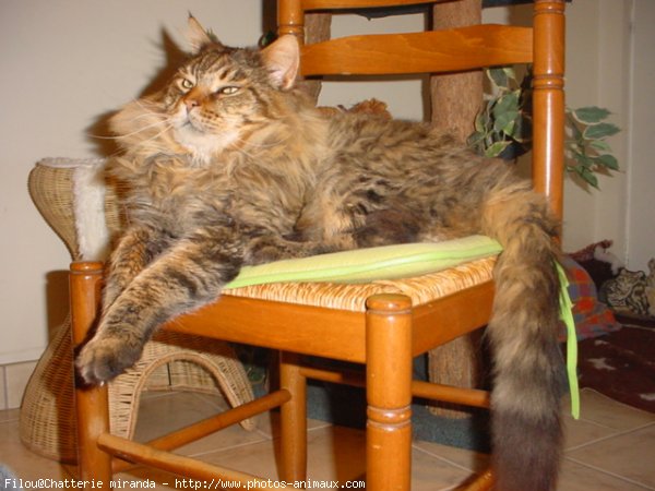 Photo de Maine coon