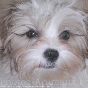 Photo de Shih tzu