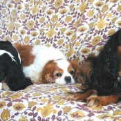 Photo de Cavalier king charles spaniel