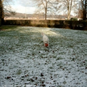 Photo de Berger blanc suisse