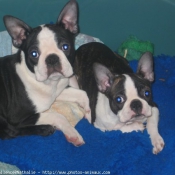 Photo de Boston terrier