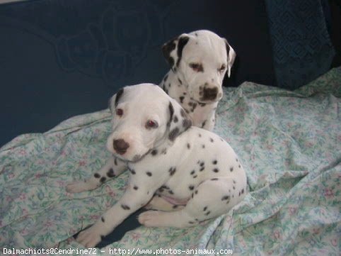 Photo de Dalmatien