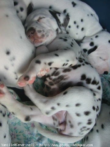 Photo de Dalmatien