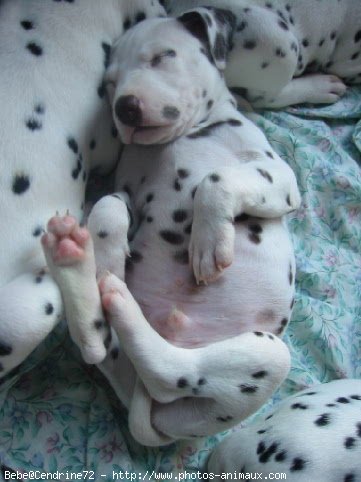 Photo de Dalmatien