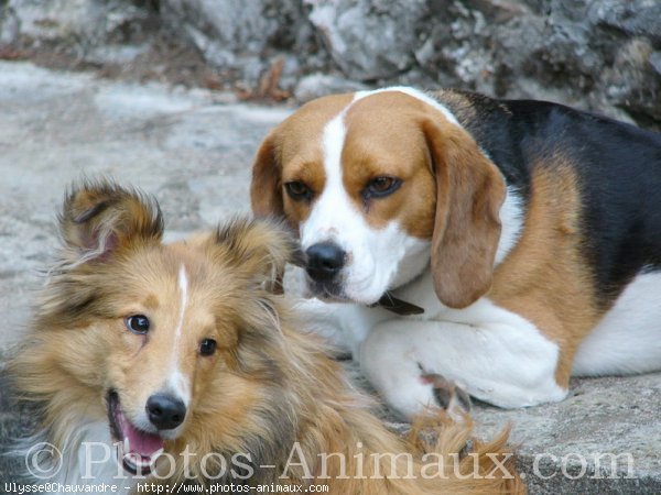 Photo de Chien de berger des shetland