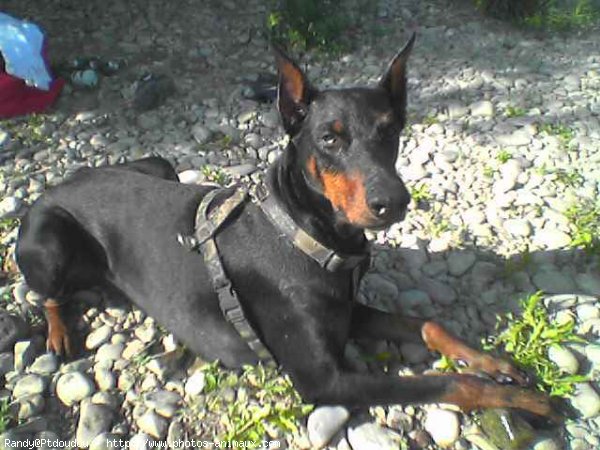 Photo de Dobermann