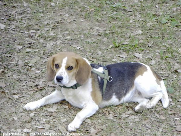 Photo de Beagle