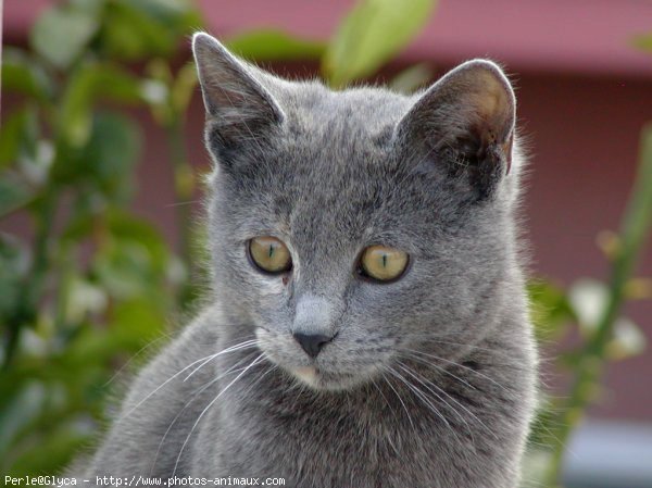 Photo de Chat domestique