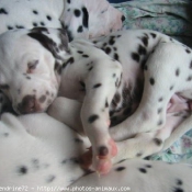 Photo de Dalmatien