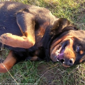 Photo de Rottweiler