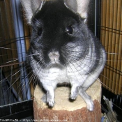 Photo de Chinchilla