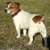 Photo de Jack russell terrier