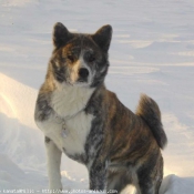 Photo d'Akita inu