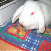 Photo de Lapin