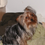 Photo de Yorkshire terrier