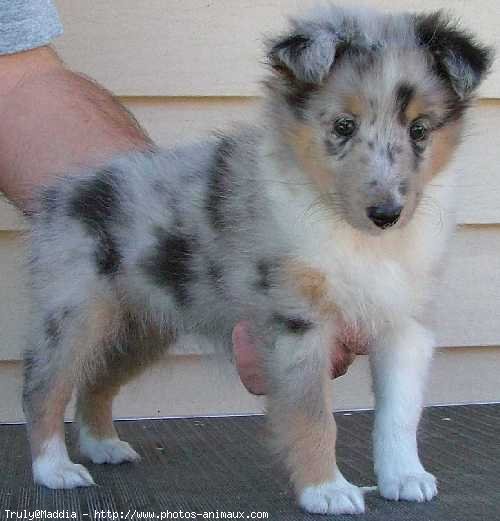 Photo de Chien de berger des shetland