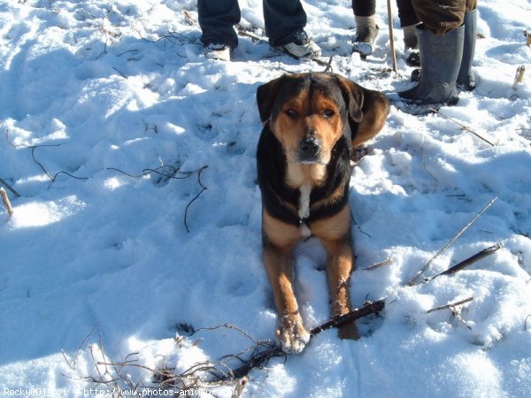 Photo de Rottweiler