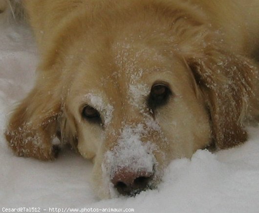 Photo de Golden retriever