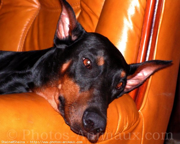 Photo de Dobermann