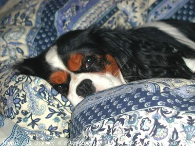 Photo de Cavalier king charles spaniel