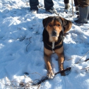 Photo de Rottweiler