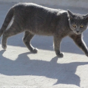 Photo de Chat domestique